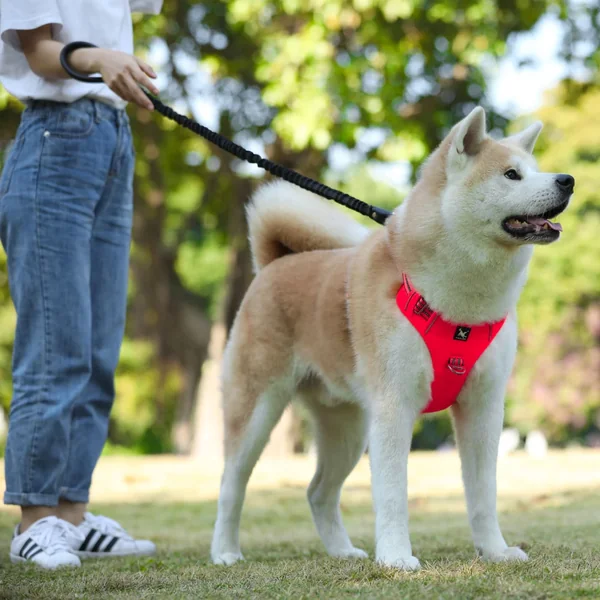 Arnes Tactico para Perros | S, M, L, XL