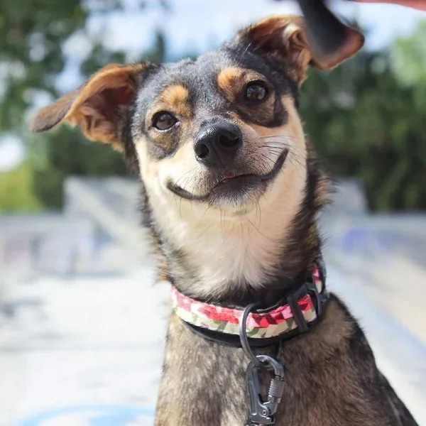 Collar para perro grande camouflaje | Marca All for paws