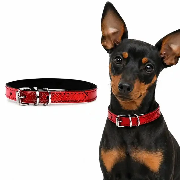 Collar para perros pequeños y medianos | Power 20cm a 35cm
