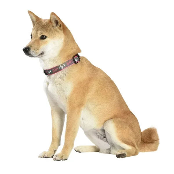 Collar Reflectivo Happy Dog - Verde XS, S y M - Cat-oh pet shop
