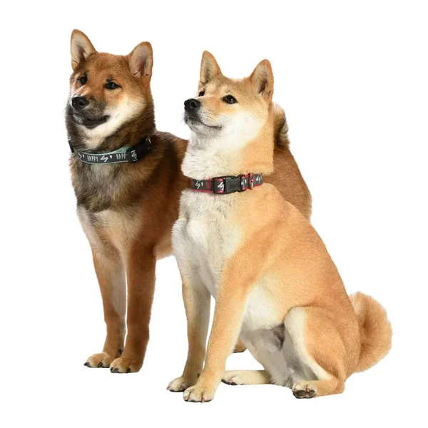 Collar Reflectivo Happy Dog - Verde XS, S y M - Cat-oh pet shop