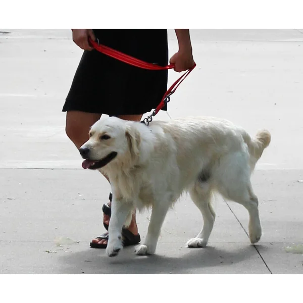 KONG Adjustable Leash - Negro