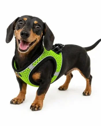 Pechera para perros - Lumipaws S - Cat-oh pet shop