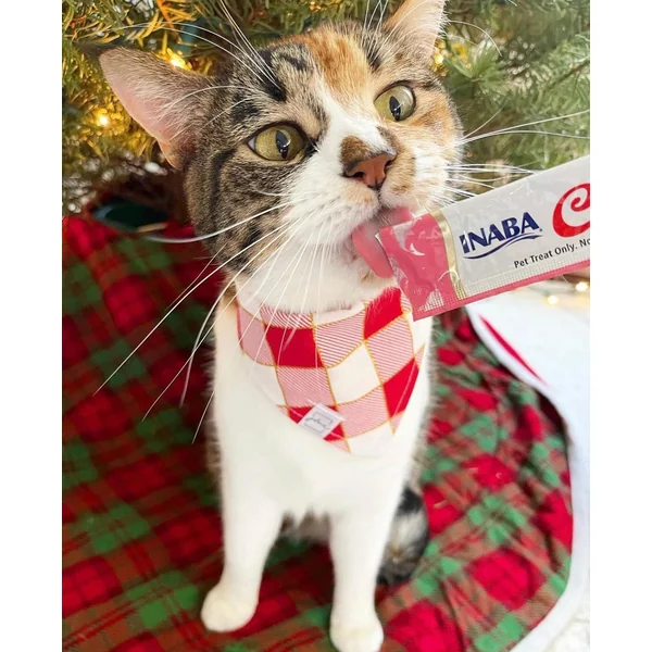 Premio para tu gato Churu pollo con salmon | Cat-oh PetShop